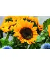 Sobre con semillas de girasol 7MO2217 - Imagen 10 Sobre con semillas de girasol 7MO2217 - Imagen 10