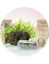 ▷ Semillas ecológicas personalizadas - Ecobranded